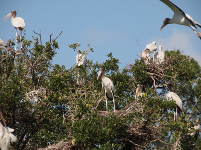 [One long, skinny-legged wood stork stands in a nest in the middle of an image facing the camera. Several other lone young ones stand in other nests facing different directions. A wood stork is visible in the upper left as it comes in for a landing.]